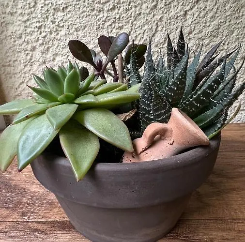 Lemon * 하르카니